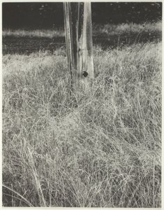 Fű és zászlórúd alkotó: Alfred Stieglitz
