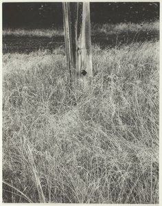 Fű és zászlórúd, 1933. alkotó: Alfred Stieglitz