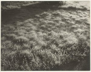Fű és fagy, 1934. alkotó: Alfred Stieglitz