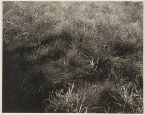 Fűfélék alkotó: Alfred Stieglitz