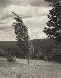 Poplar – Lake George alkotó: Alfred Stieglitz