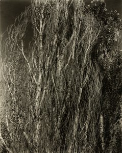 Nyárfák – George-tó alkotó: Alfred Stieglitz