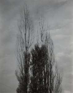 Nyárfák – Lake George alkotó: Alfred Stieglitz