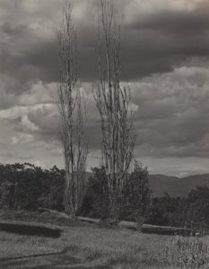 Nyárfák – Lake George alkotó: Alfred Stieglitz