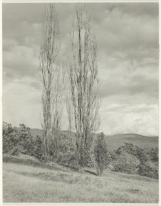 Nyárfák – George-tó alkotó: Alfred Stieglitz