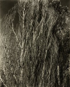 Nyárfák – George-tó, 1932. alkotó: Alfred Stieglitz