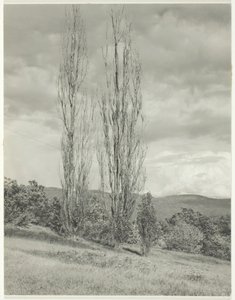 Nyárfák – George-tó, 1935. alkotó: Alfred Stieglitz