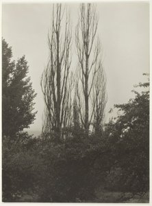 Nyárfák – George-tó alkotó: Alfred Stieglitz