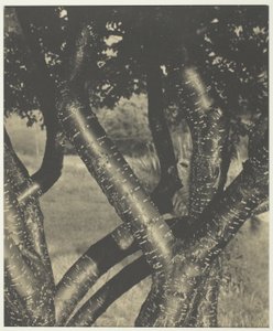 A táncoló fák alkotó: Alfred Stieglitz