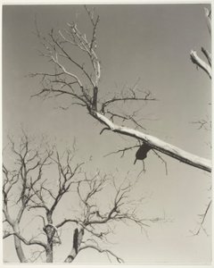A haldokló gesztenyefa - A tanárom alkotó: Alfred Stieglitz