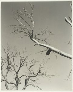 A haldokló gesztenyefa – a tanárom, 1927. alkotó: Alfred Stieglitz
