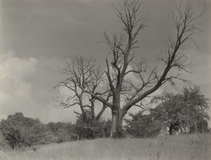  alkotó: Alfred Stieglitz