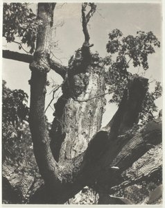 Az öreg juhar – George-tó alkotó: Alfred Stieglitz