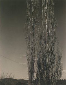 A két nyárfa, George-tó alkotó: Alfred Stieglitz