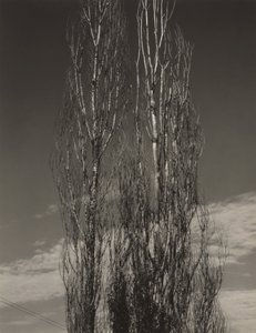 A két nyárfa, Lake George alkotó: Alfred Stieglitz