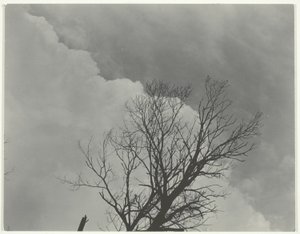 Fakészlet 3 alkotó: Alfred Stieglitz