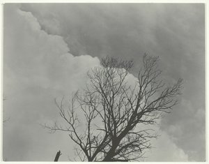 3. fakészlet, c. 1924. alkotó: Alfred Stieglitz