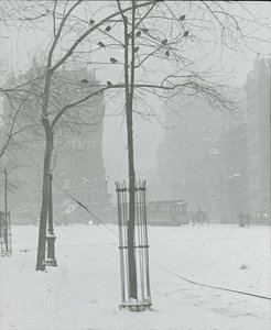Tree in Snow, New York City, 190002. alkotó: Alfred Stieglitz