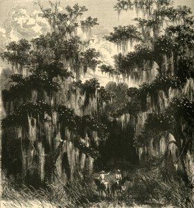 „Magnolia mocsár”, 1872.