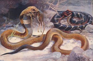 Cobra és Puff Adder, illusztráció a "Wildlife of the World"-ből, 1910 körül (színes litó) alkotó: Alfred Weczerzick