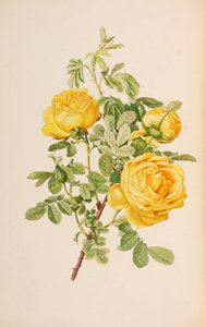 Illusztráció: Ellen Willmott: The genus rosa, 1914.