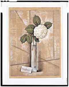 Gardenia in Glass, 1936 körül (gouache, akvarell és kréta újságpapíron)