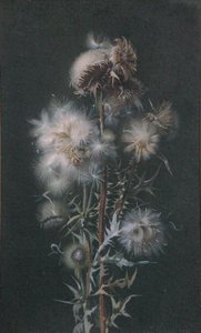 Thistledown (akvarell, papír) alkotó: Alice Gray