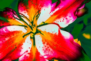 California Lily, 2016 (kézzel átfestett fotó)
