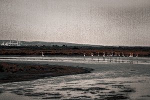 Gyülekezet, a Camargue flamingók sorozatból, 2017 (kézzel átfestett fotó)