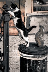 Curiosity, 2017 (fotó)