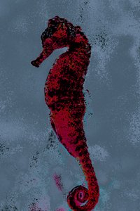 Csikóhal, 2018 (kézzel átfestett fotó)