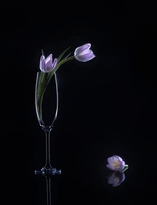 Elegáns lila tulipánok alkotó: Alice Sheng