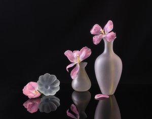 Elhervadt rózsaszín tulipánok
