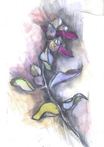 Színes botanikai vázlat