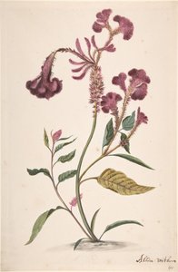 Egy Hanekam Celosia argentea, n.d. vizsgálata alkotó: Alida Withoos