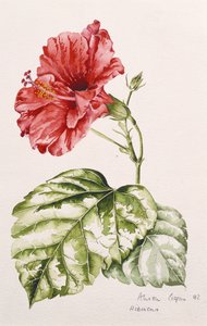 Hibiszkusz (bíbor), 1992 (wc)