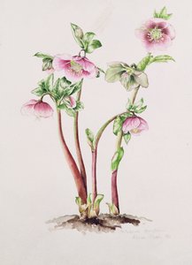 Nagyböjti rózsa: Helleborus orientalis (akvarell) alkotó: Alison Cooper