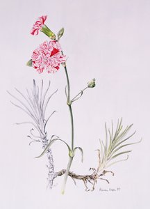 Régi Dianthus Variety, 1997 (wc papíron) alkotó: Alison Cooper
