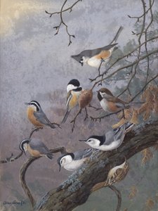 Madárkeverék – Allan Brooks