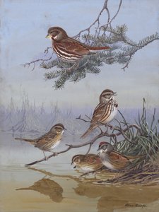 Sparrow – Allan Brooks