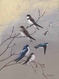 „Fecske” – Allan Brooks