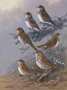 Szájpenész – Allan Brooks