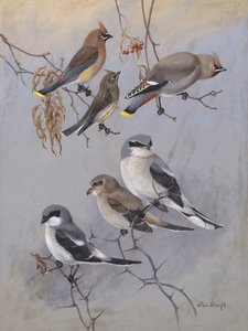 Waxwings – Allan Brooks