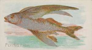 Flying Fish, a Fish from American Waters N8 sorozatból, Allen & Ginter Cigarettes ..., 1889.