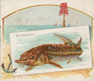 Sturgeon, az American Waters N39-es sorozatából, az Allen & Ginter Cigarettes-ből, 1889.