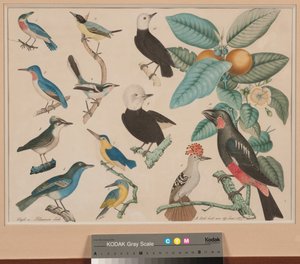 Guava-alma ágú kolibri