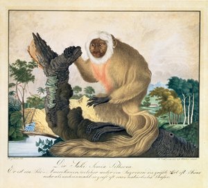 A szaki majom, 1835
