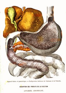 Biliary and Pancreatic System - Normal Life & Health by J. Rengade-Drawing by A. Demarle 1881 alkotó: Alphonse Demarle