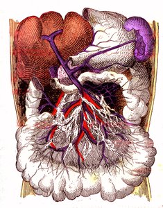 A bélrendszeri felszívódás szervei – J. Rengade normális élete és egészsége. A. Demarle rajza 1881 alkotó: Alphonse Demarle