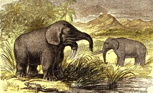 Őstörténet-miocén időszak: Jobbról balra: a Dinotherum és a Mastodonte. Természetes teremtés és élőlények. A. Demarle rajza. 1885
